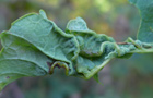 Dasineura irregularis