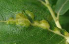 Iteomyia major