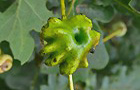 Knopperngallwespe