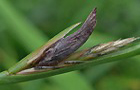 Mutterkornpilz