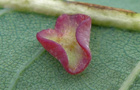 Krempengallwespe