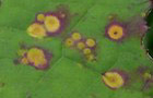 Puccinia poarum