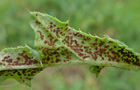 Puccinia punctiformis