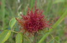 Rosengallwespe