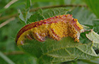 Pflanzengallen