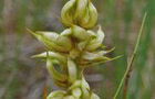 Wachtliella caricis