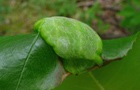 Taphrina farlowii