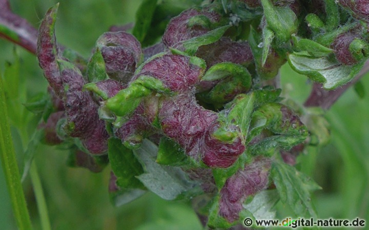 Wintereier und Sommergenerationen