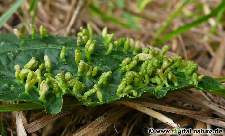 Pflaumenblattgallmilbe Eriophyes padi