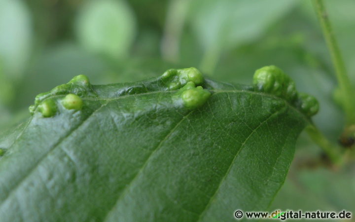 Gallmilbe Eriophyes inangulis an Erle