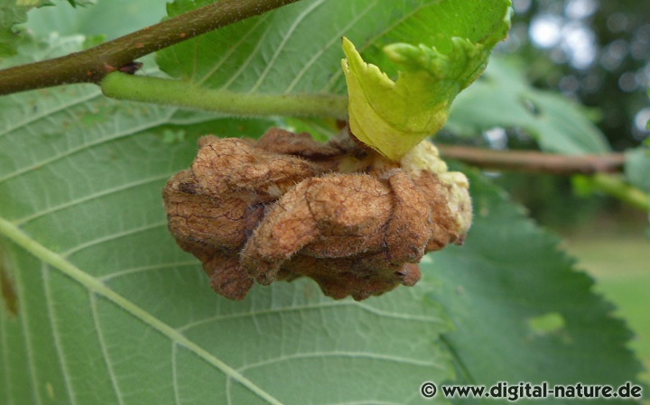 Ulmenbeutelgallenlaus Eriosoma lanuginosum