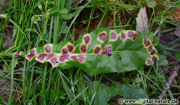 Cystiphora taraxaci an Löwenzahn