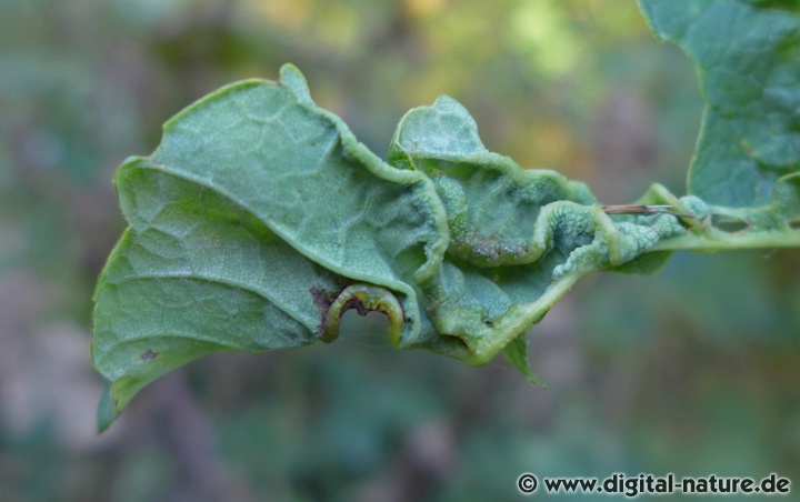 Dasineura irregularis verursacht unregelmäßige Kräuselungen