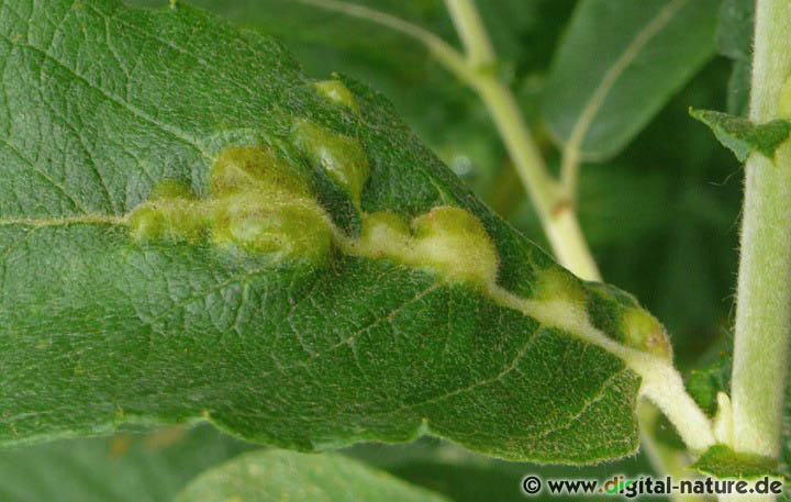Gallmücke Iteomyia major an Salix