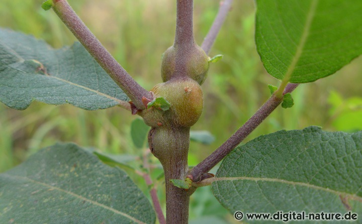 Rhabdophaga salicis an Weiden-Ästen