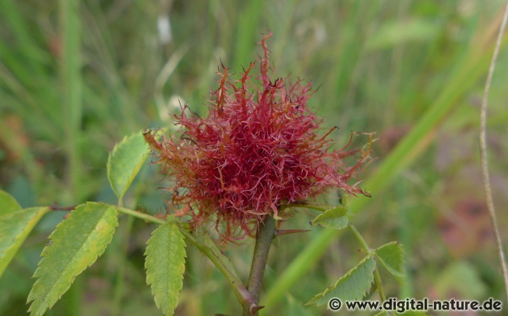 Diplolepis rosae an Rosenpflanzen