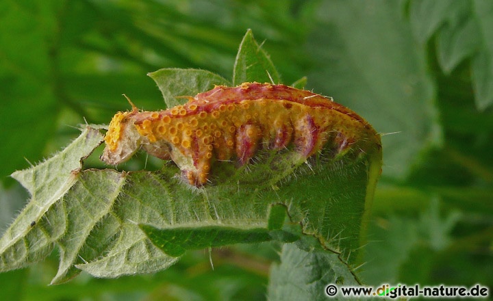 Puccinia urticata Arten-Komplex