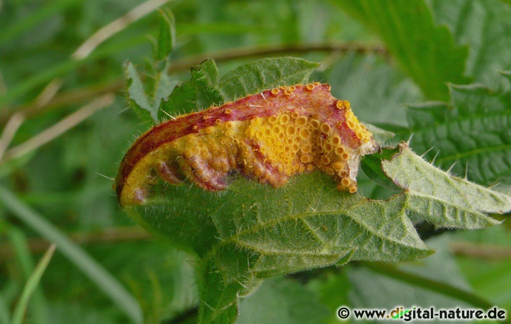 Brennnessel-Rostpilz: Lebensweise und Wirte