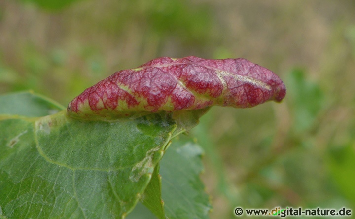 Blattlaus Thecabius affinis
