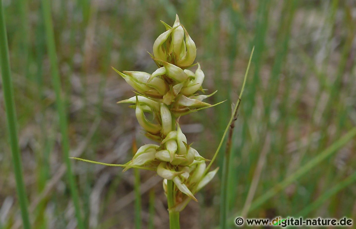 Gallmücke Wachtliella caricis an Carex