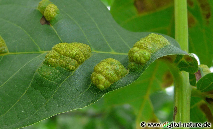 Eriophyes erineus an Juglans regia