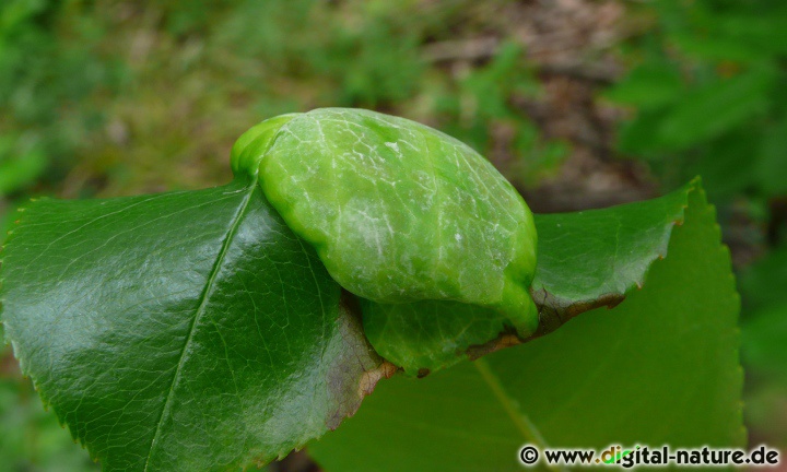 Taphrina farlowii an Spätblühender Traubenkirsche