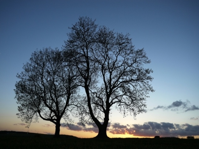 Abendbäume