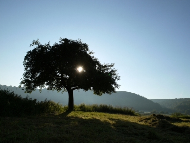 Baum in der Sonne