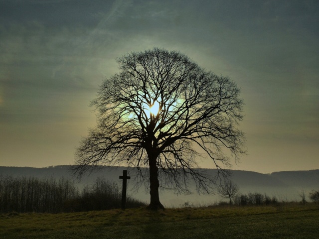 Kreuzlinde