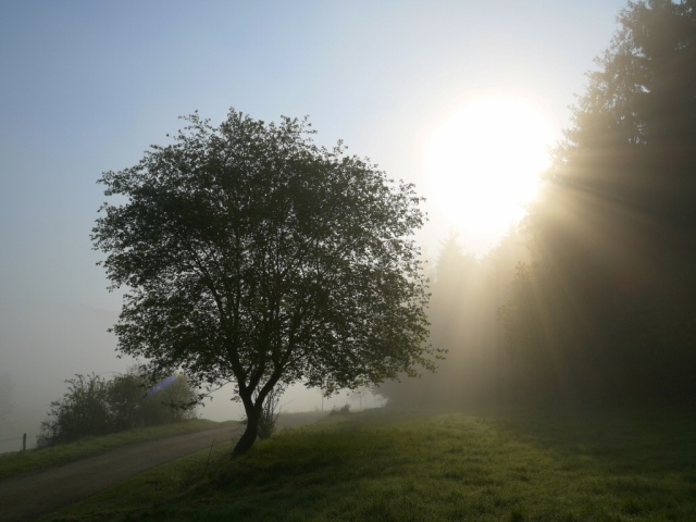 Nebelwelt