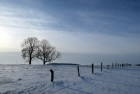 Bild Neun