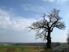 Bild Eins