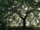 Bild Dreizehn