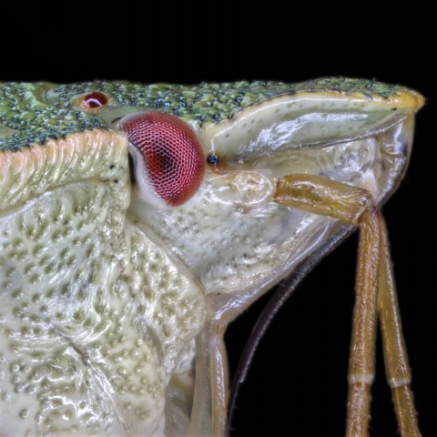 Stinkwanze Nahaufnahme