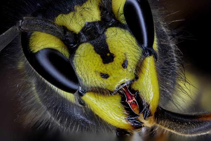 Deutsche Wespe Vespula germanica