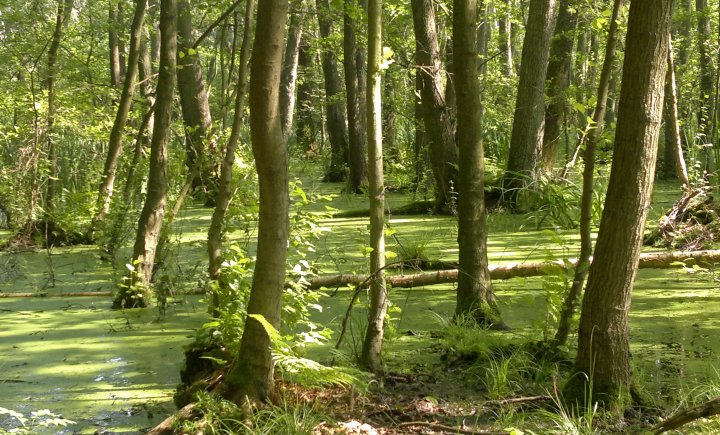 Sumpfgebiet auf Rügen