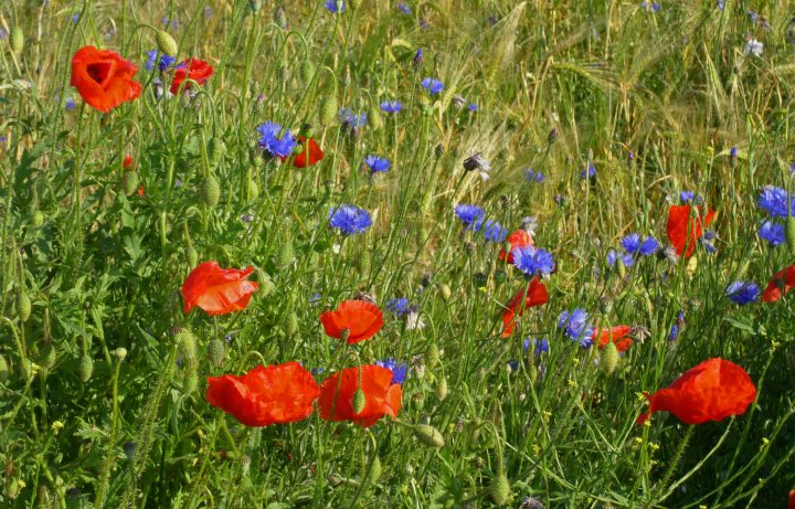 Mohn und Kornblumen