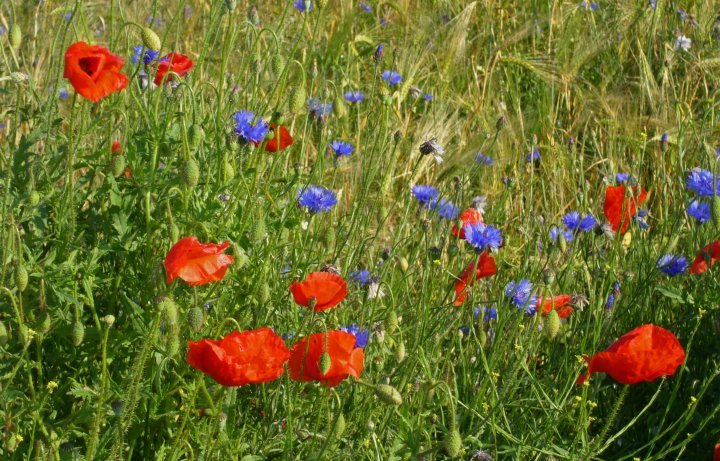 Mohn und Kornblumen