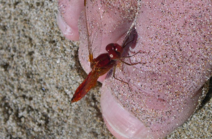 Feuerlibelle Crocothemis erythraea