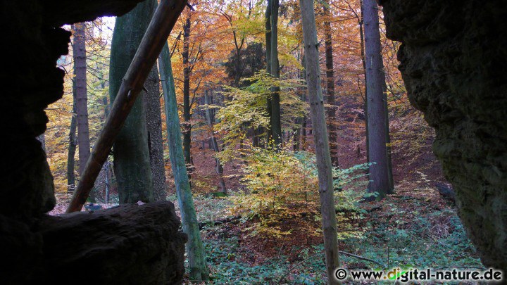 Herbstimpressionen aus dem Deister