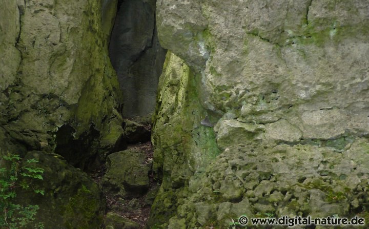 Funde in der Nasensteinhöhle