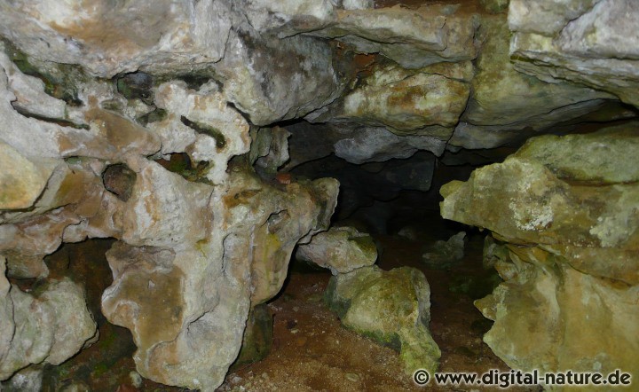 Kleiner Deister, Nesselberg und Osterwald