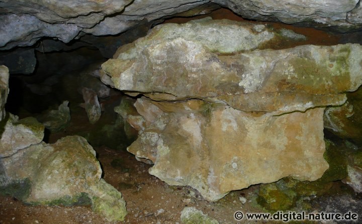 Saupark im Kleinen Deister