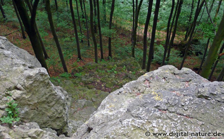 Kalkbuchenwälder des Ith