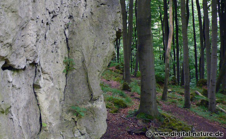 Hirschzungenfarn und Moose im Schluchtwald