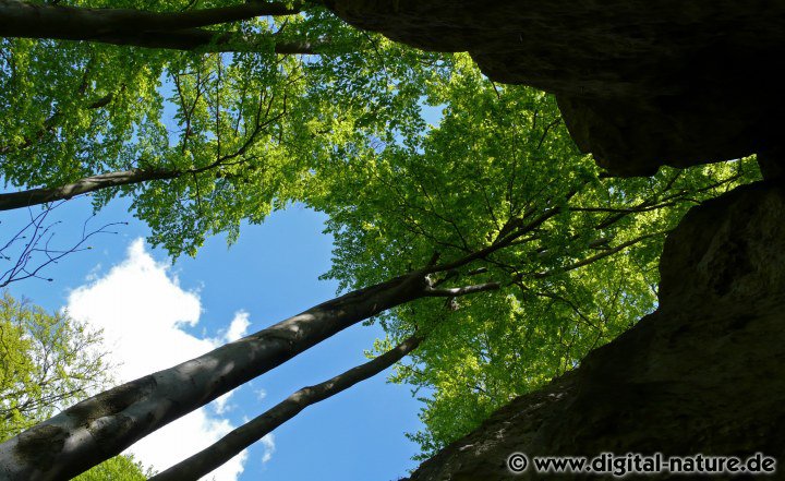 Vogelwelt im Ith - Uhu, Grauspecht und Rotmilan