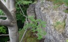 Bild Vier