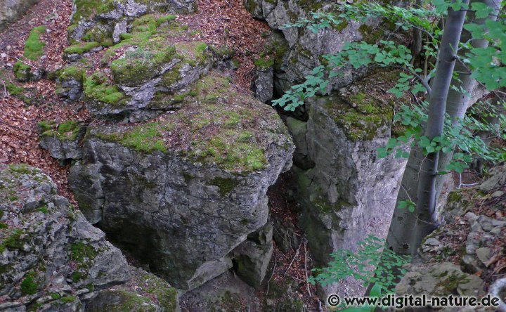 Urwüchsige Natur