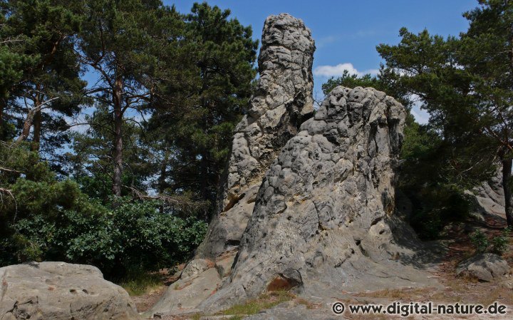 Dorngrasmücke, Goldammer und Neuntöter bei der Teufelsmauer