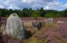 Lüneburger Heide